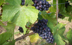 McNeill Vineyard Management - wine grapes